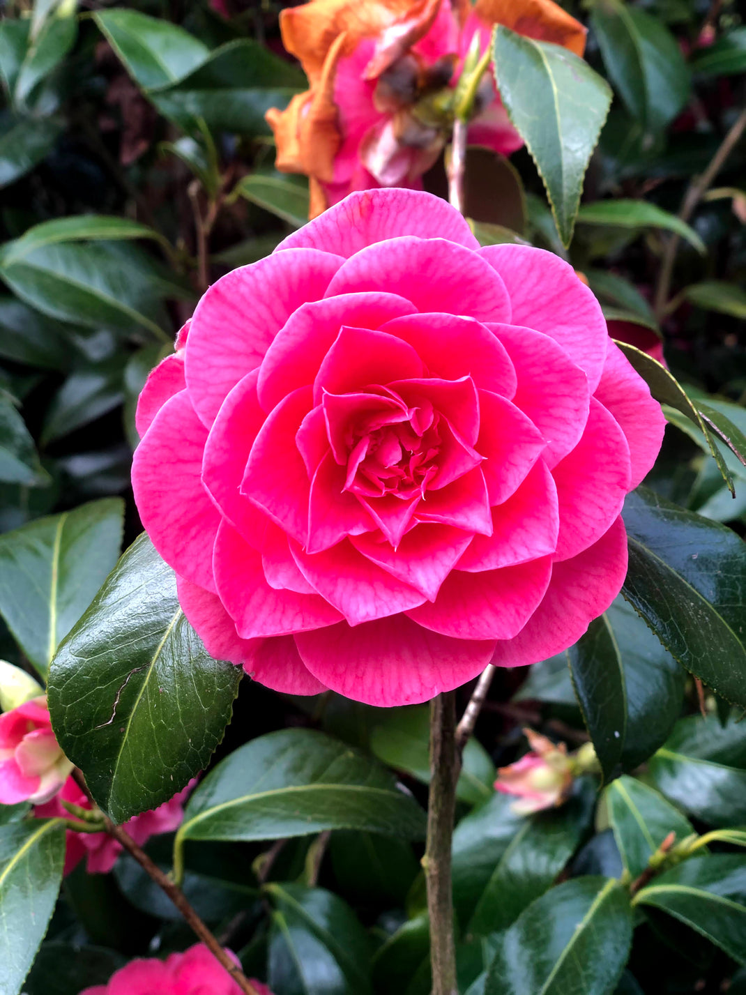 Flower Lovers – Edmonds Love