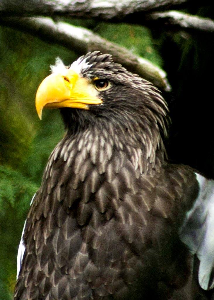 A stunning Steller's sea eagle with charcoal to black colored feathers on its chest and a large sharp yellow beak; represents the collection is for bird lovers.