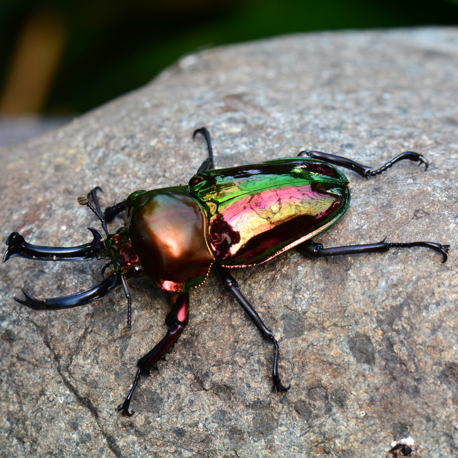 Rainbow stag beetle on a gray colored rock to indicate the collection is for bug lovers, entomologists, insect fans, and anybody else who likes creepy crawlies.