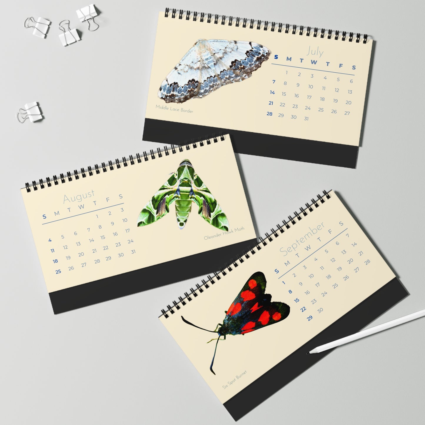 Marvelous Moths of 2024 Desk Calendar