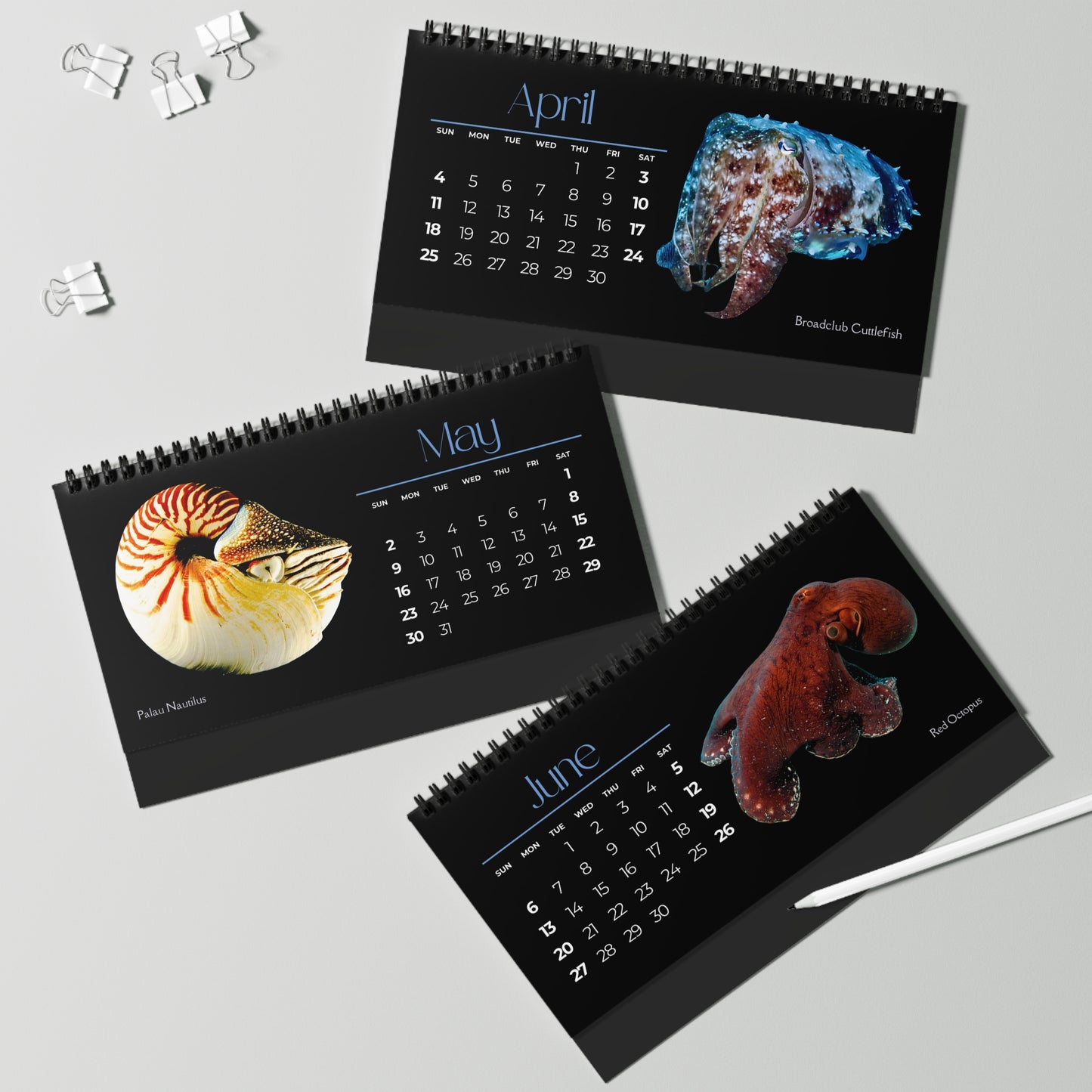 Cephalopods of 2027 Desktop Calendar