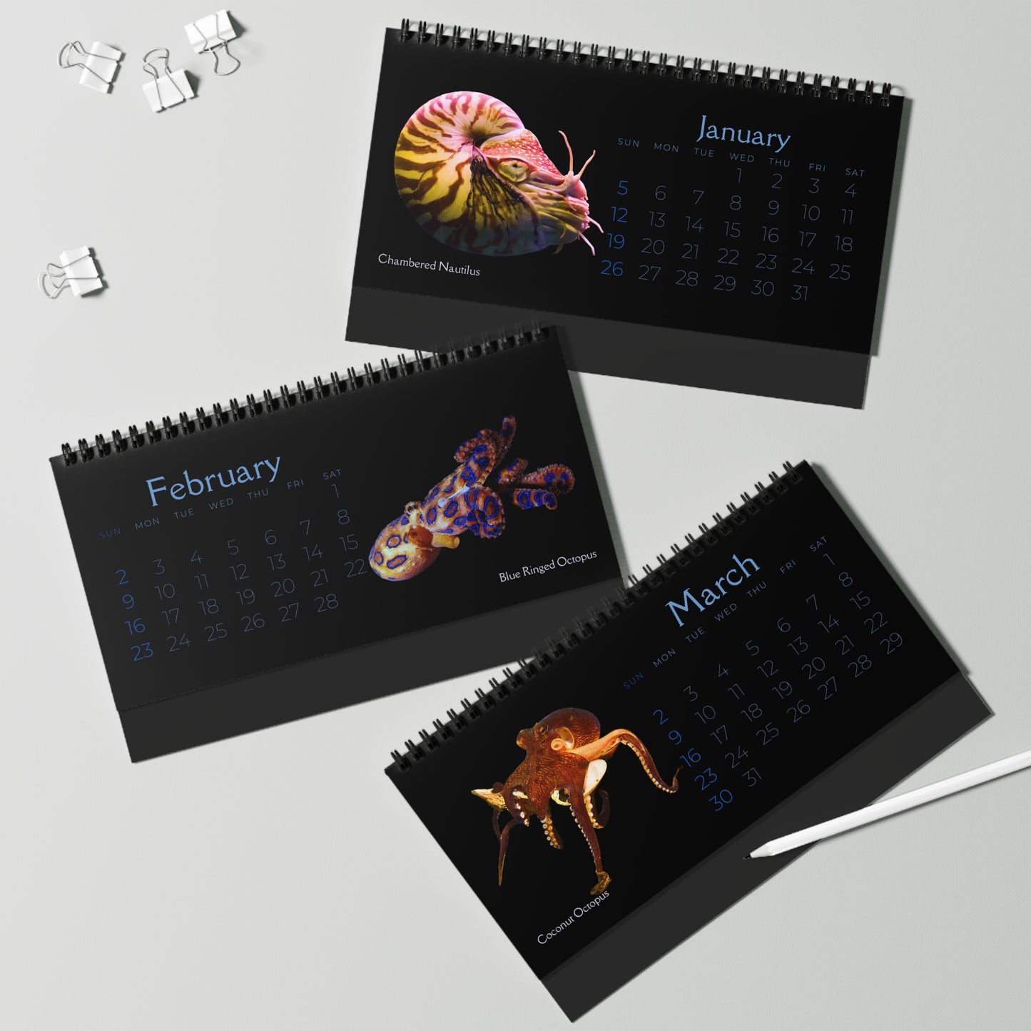 Cephalopods of 2025 Desktop Calendar