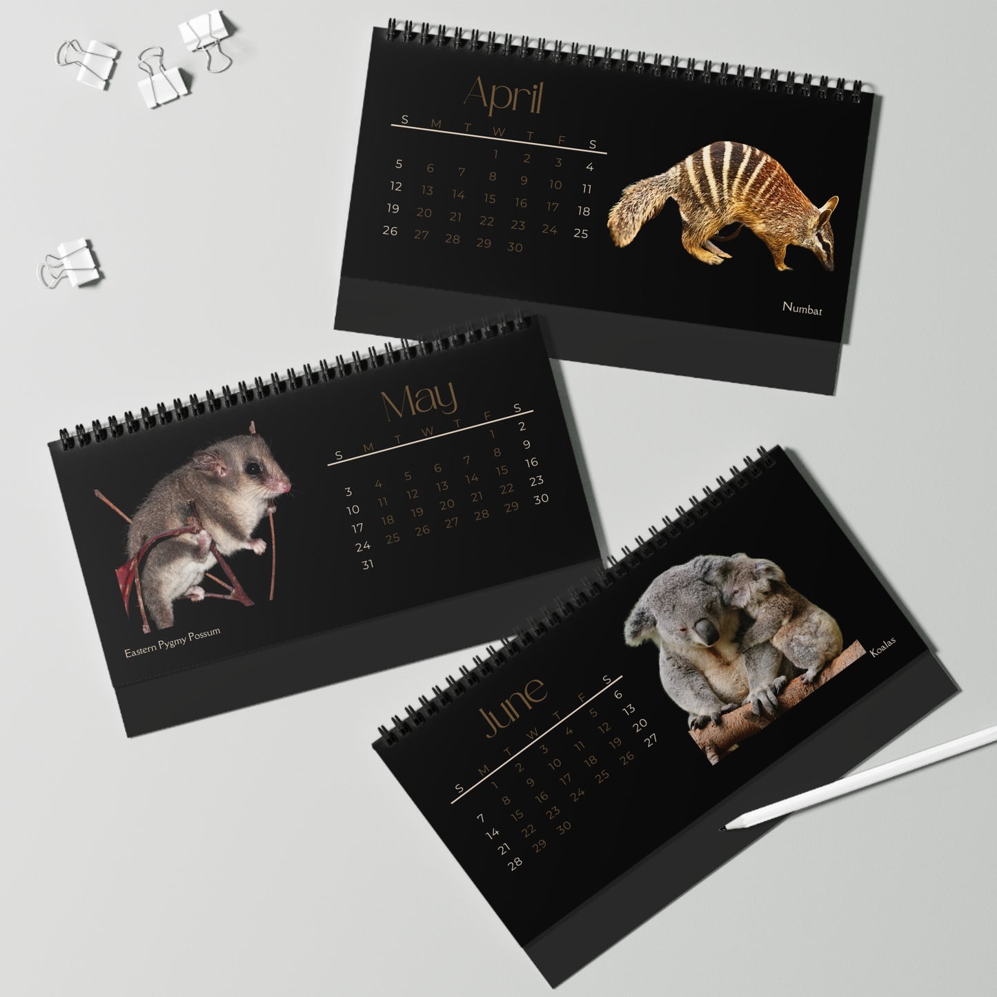 Magnificent Marsupials of 2026 Desktop Calendar