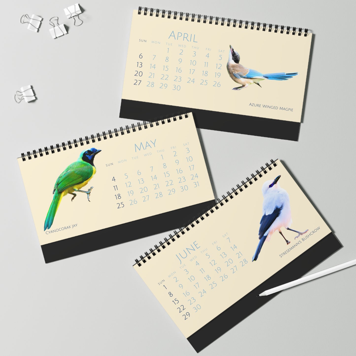 Cool Corvids of 2025 Desktop Calendar