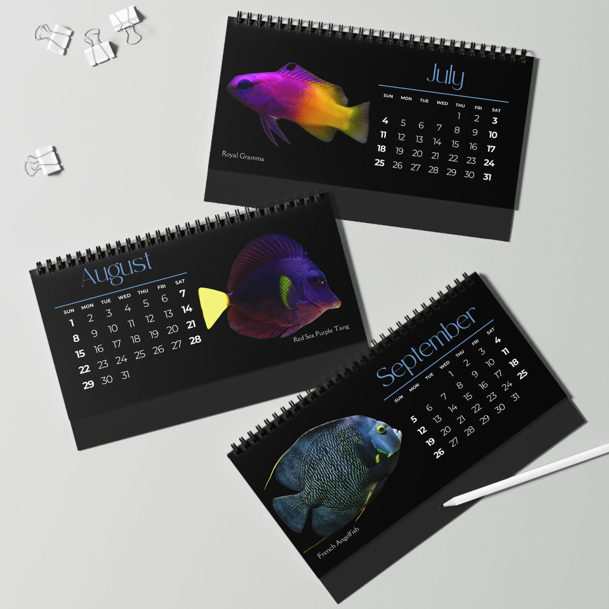 Fabulous Fish of 2027 Desktop Calendar