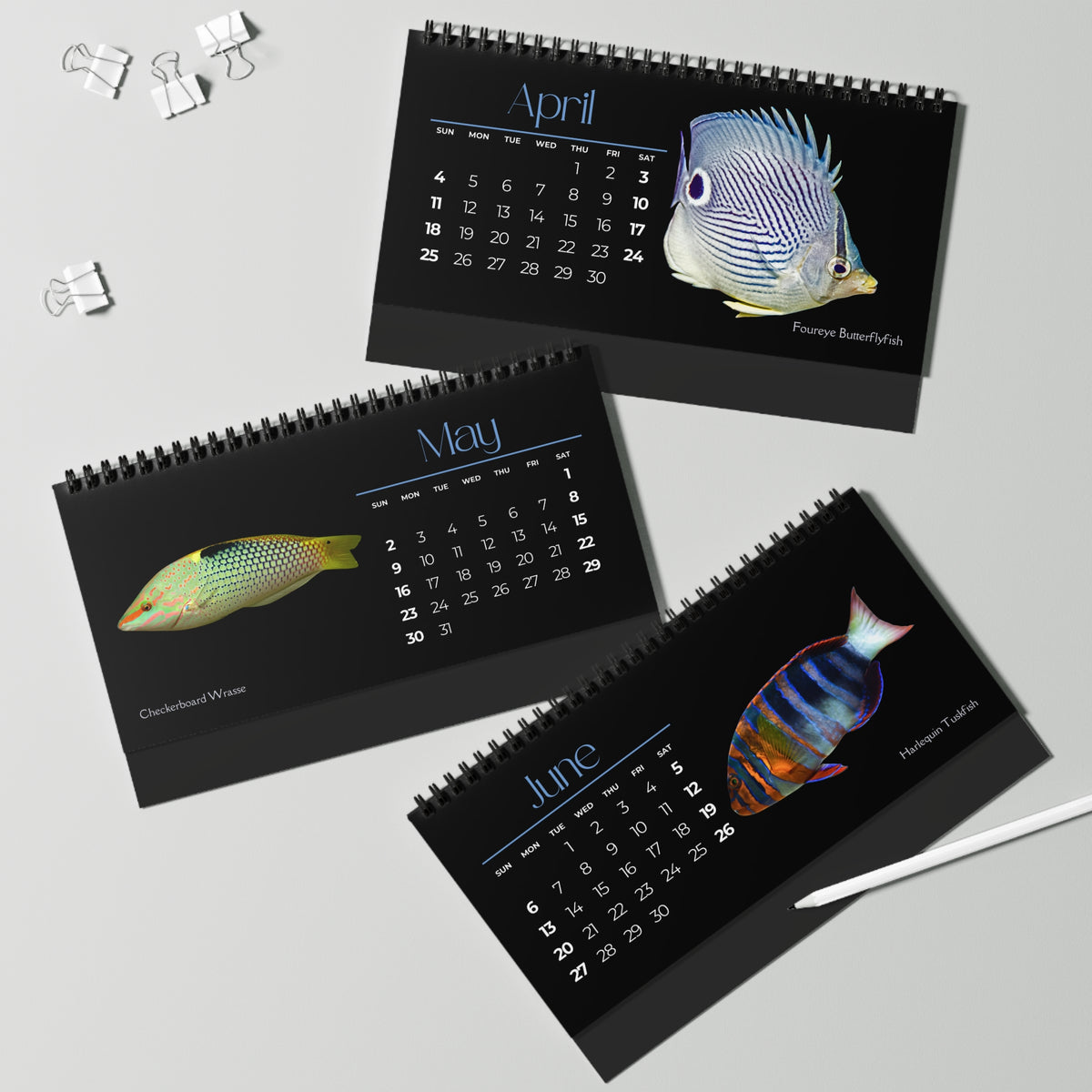 Fabulous Fish of 2027 Desktop Calendar