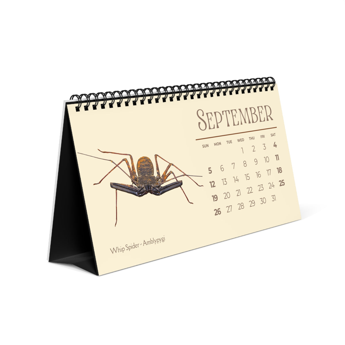 Spiders of 2027 Desktop Calendar