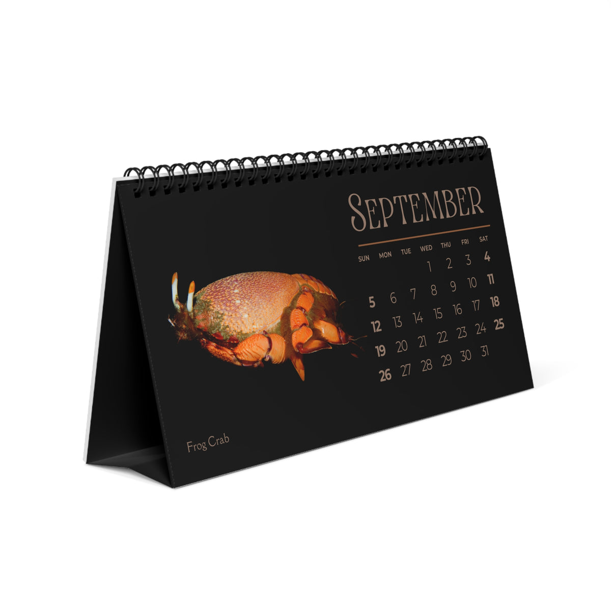 Captivating Crabs of 2027 Desktop Calendar