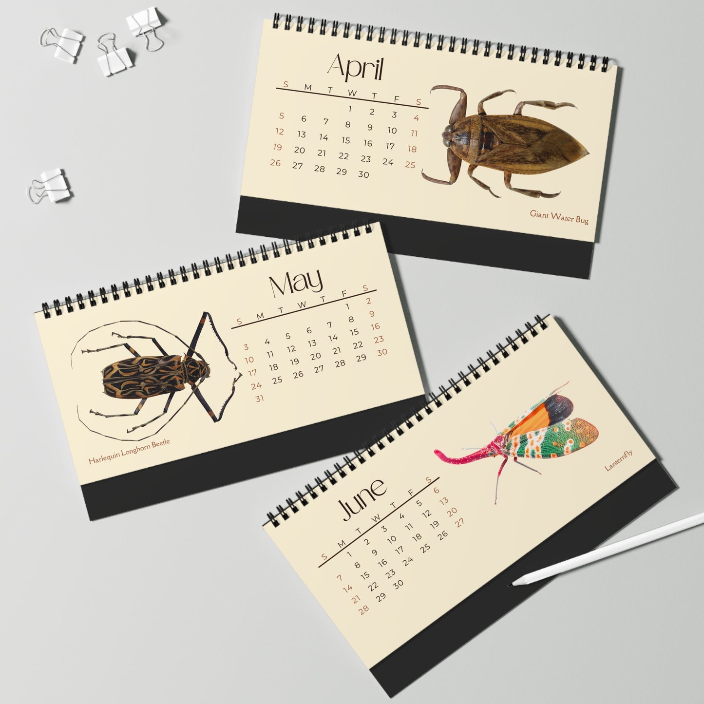 Incredible Insects of 2026 Desktop Calendar