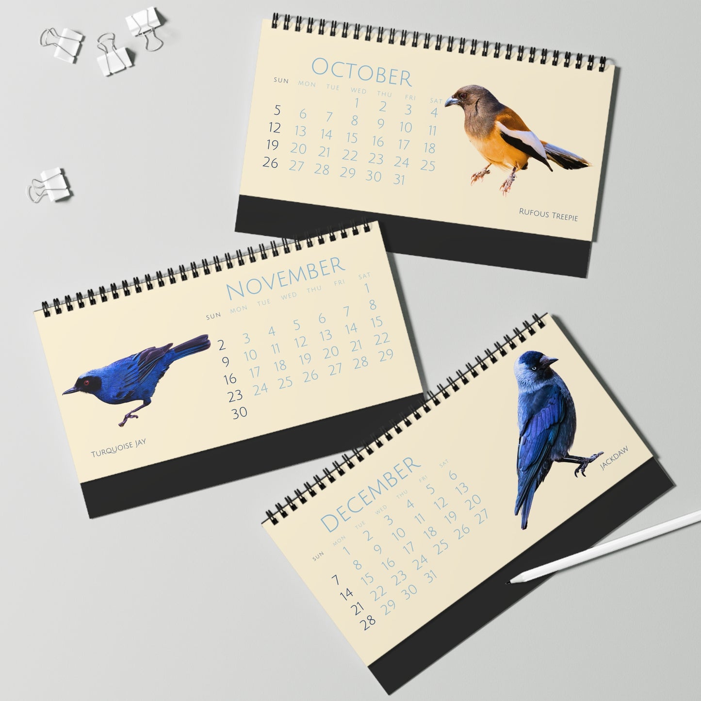 Cool Corvids of 2025 Desktop Calendar