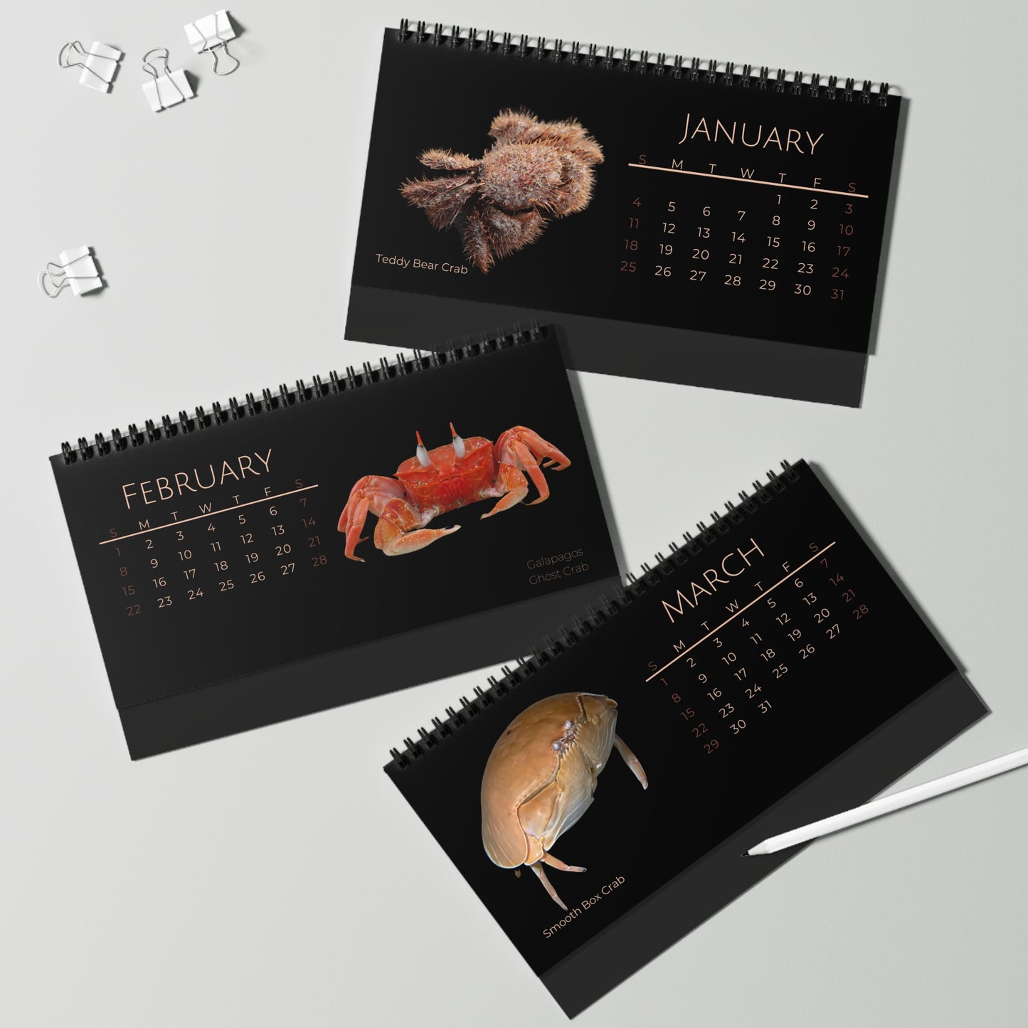 Captivating Crabs of 2026 Desktop Calendar