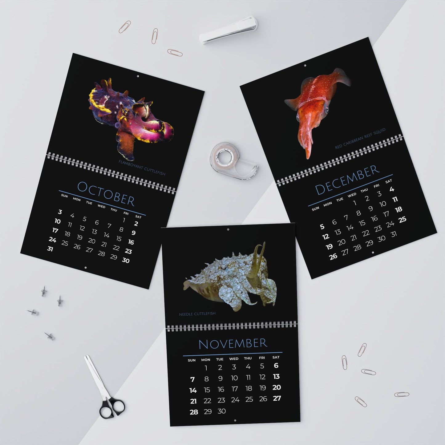 Cephalopods of 2027 Wall Calendars