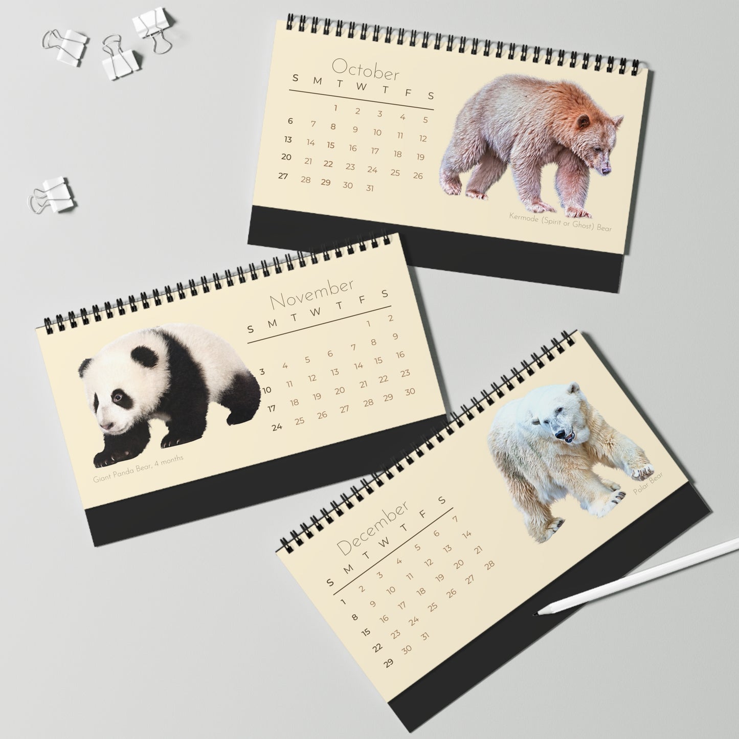 Bodacious Bears of 2024 Desk Calendar