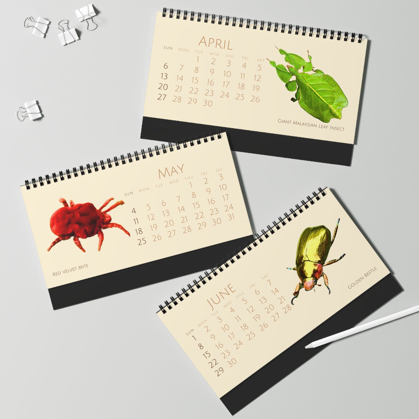 Incredible Insects of 2025 Desktop Calendar