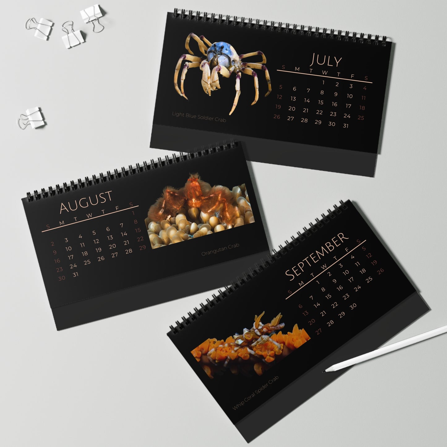 Captivating Crabs of 2026 Desktop Calendar