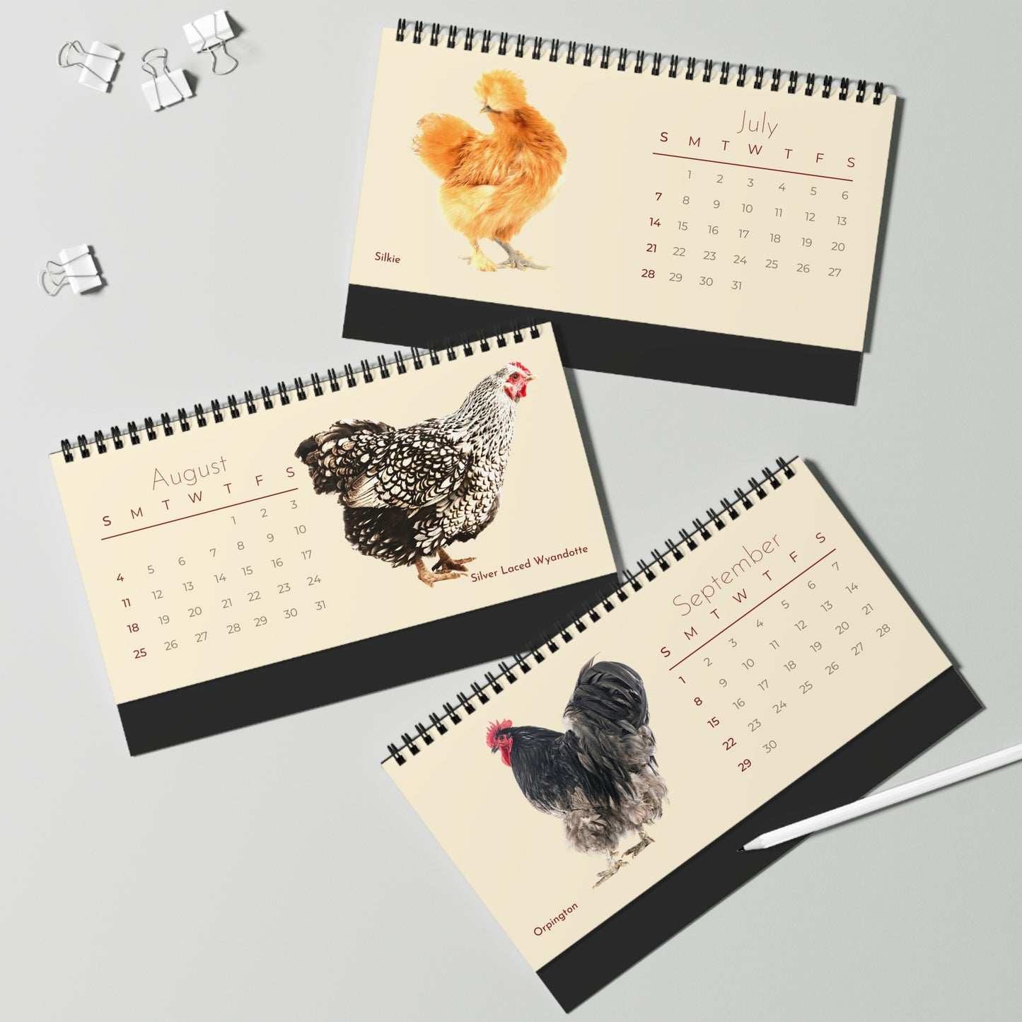 Choice Chickens of 2024 Desk Calendar