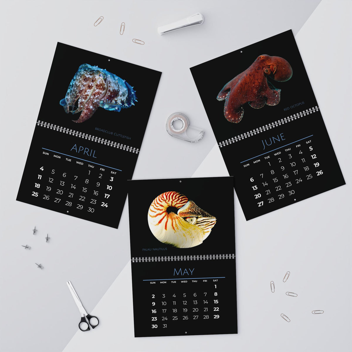 Cephalopods of 2027 Wall Calendars