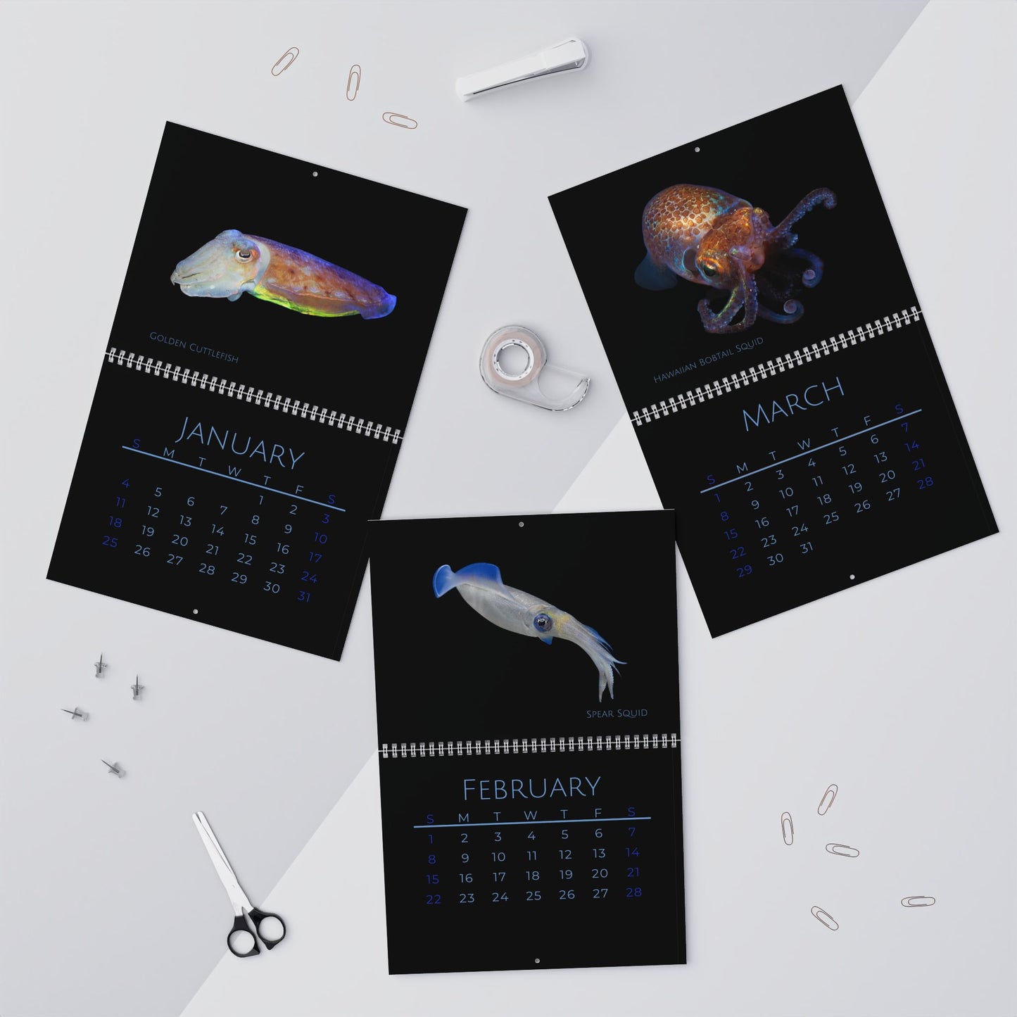 Cephalopods of 2026 Wall Calendar