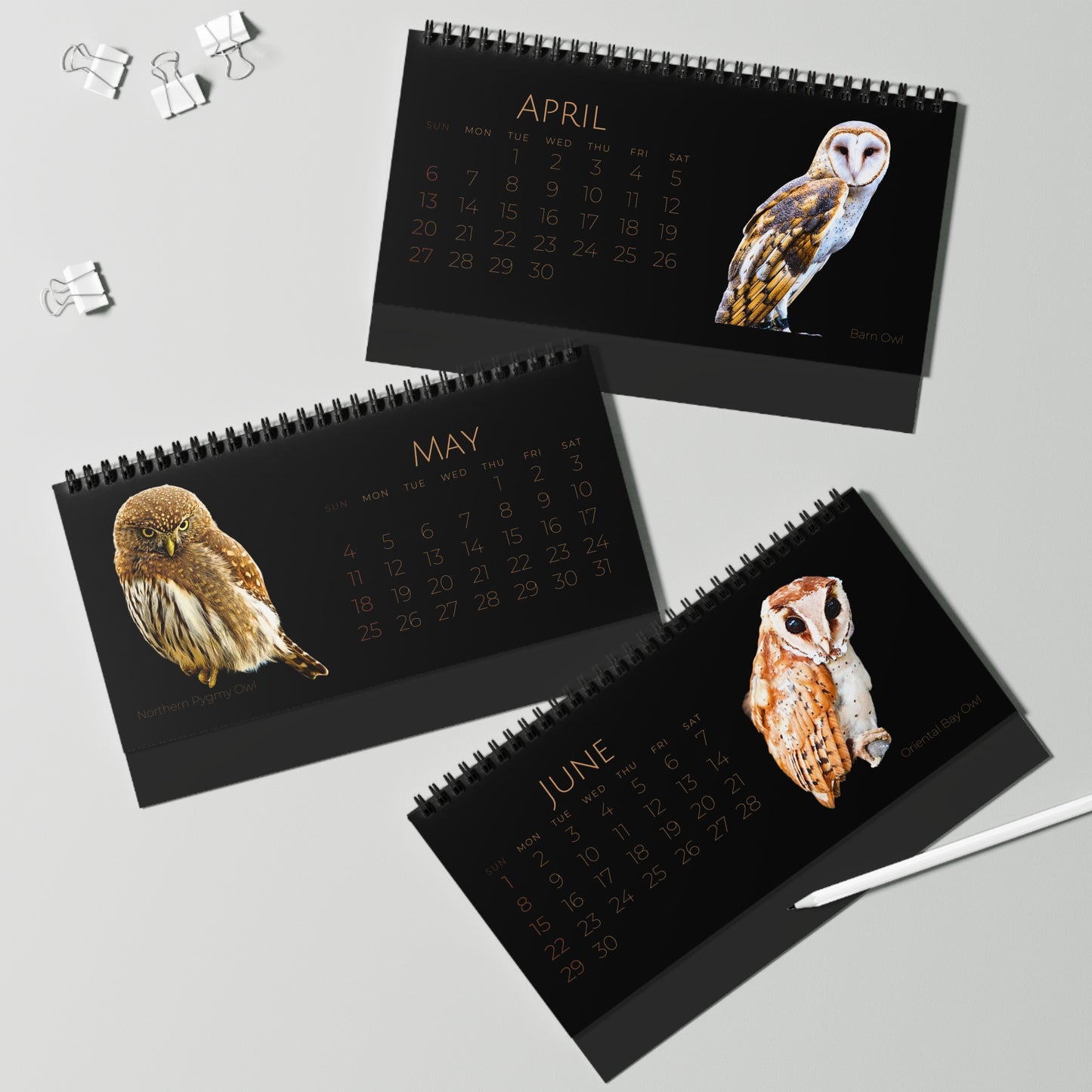 Owls of 2025 Desktop Calendar