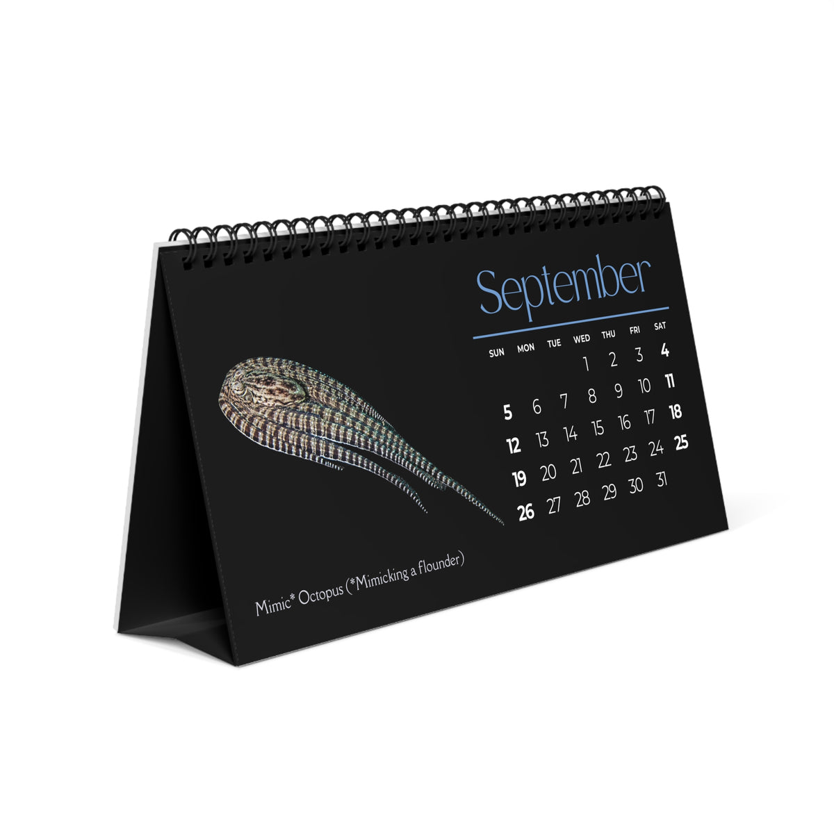 Cephalopods of 2027 Desktop Calendar