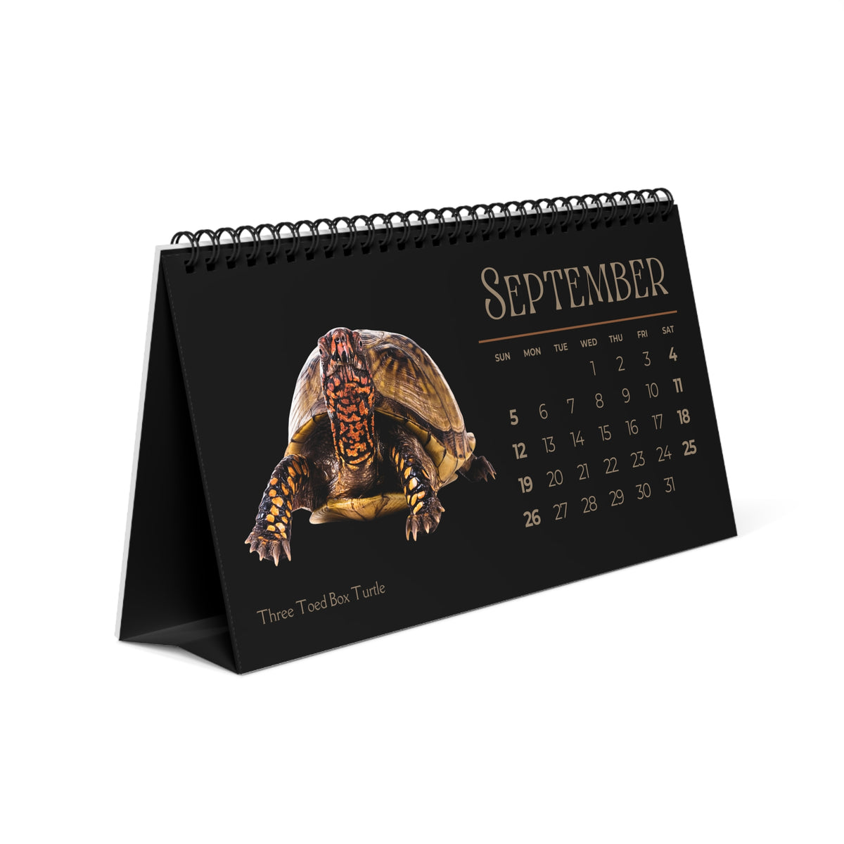 Toughest Turtles of 2027 Desktop Calendar