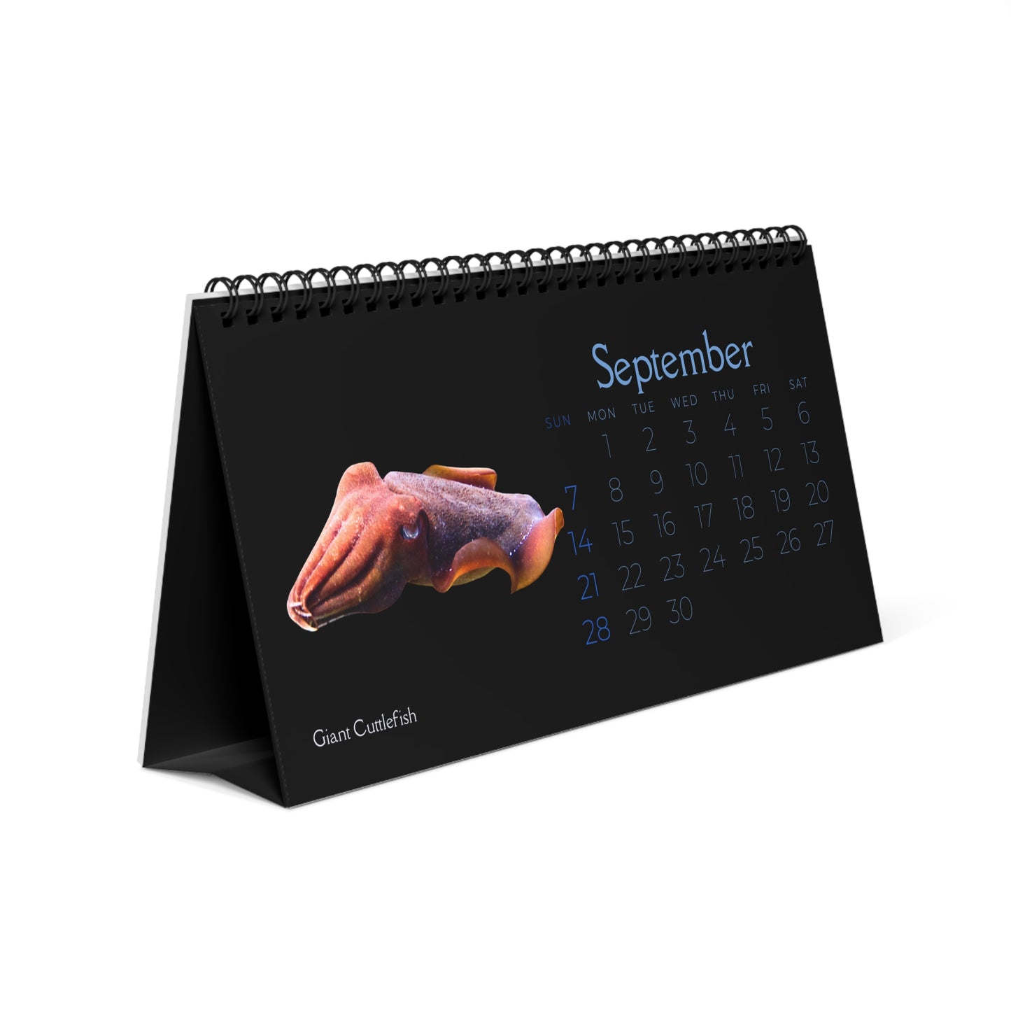 Cephalopods of 2025 Desktop Calendar