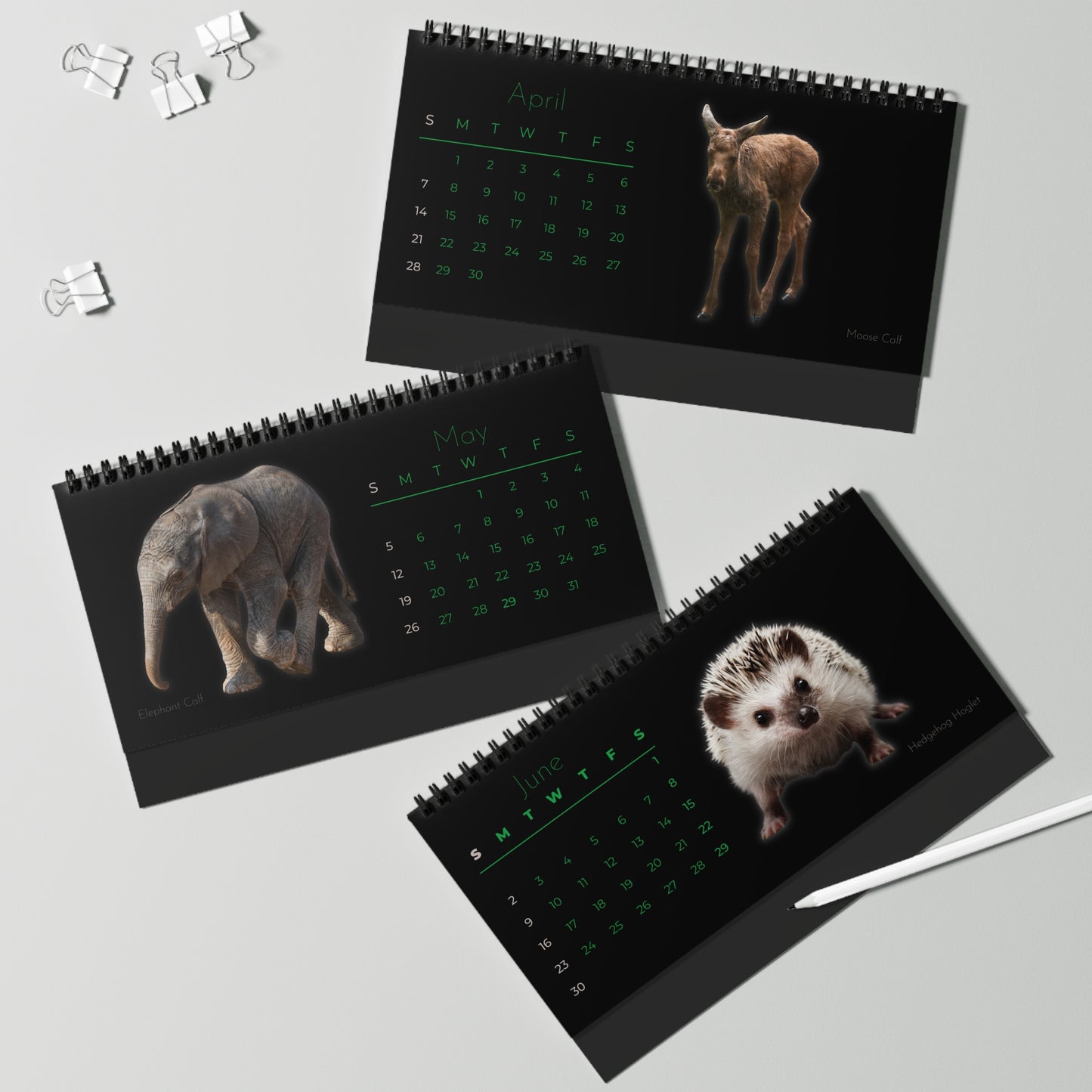 Baby Animals of 2024 Desk Calendar