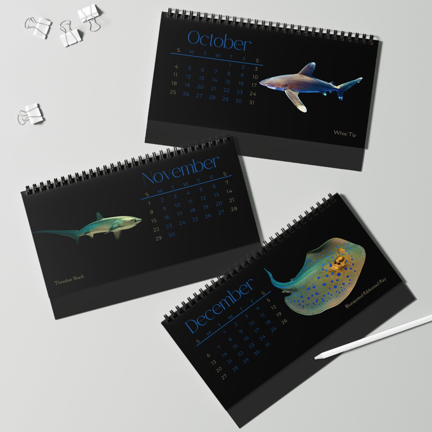 Sharks & Rays of. 2026 Desktop Calendar