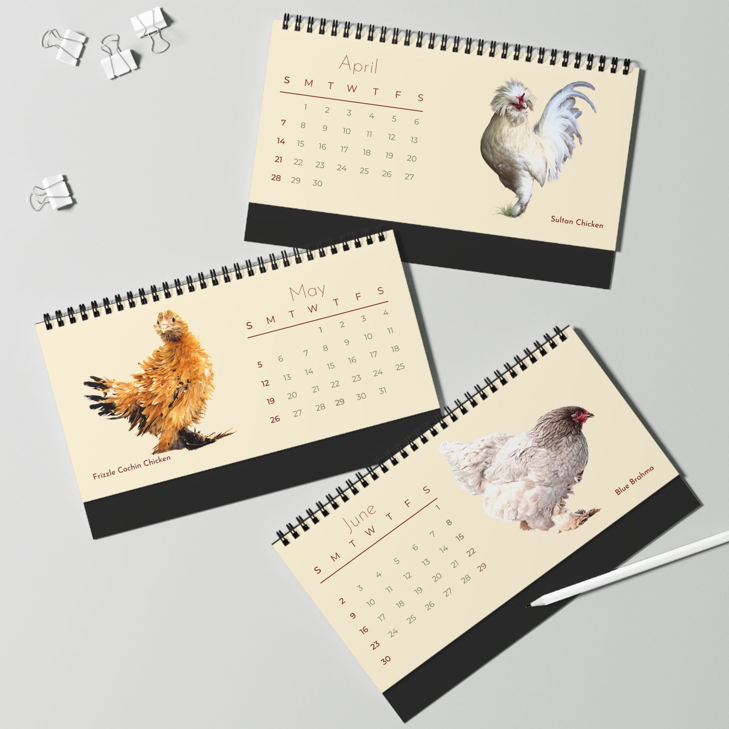 Choice Chickens of 2024 Desk Calendar
