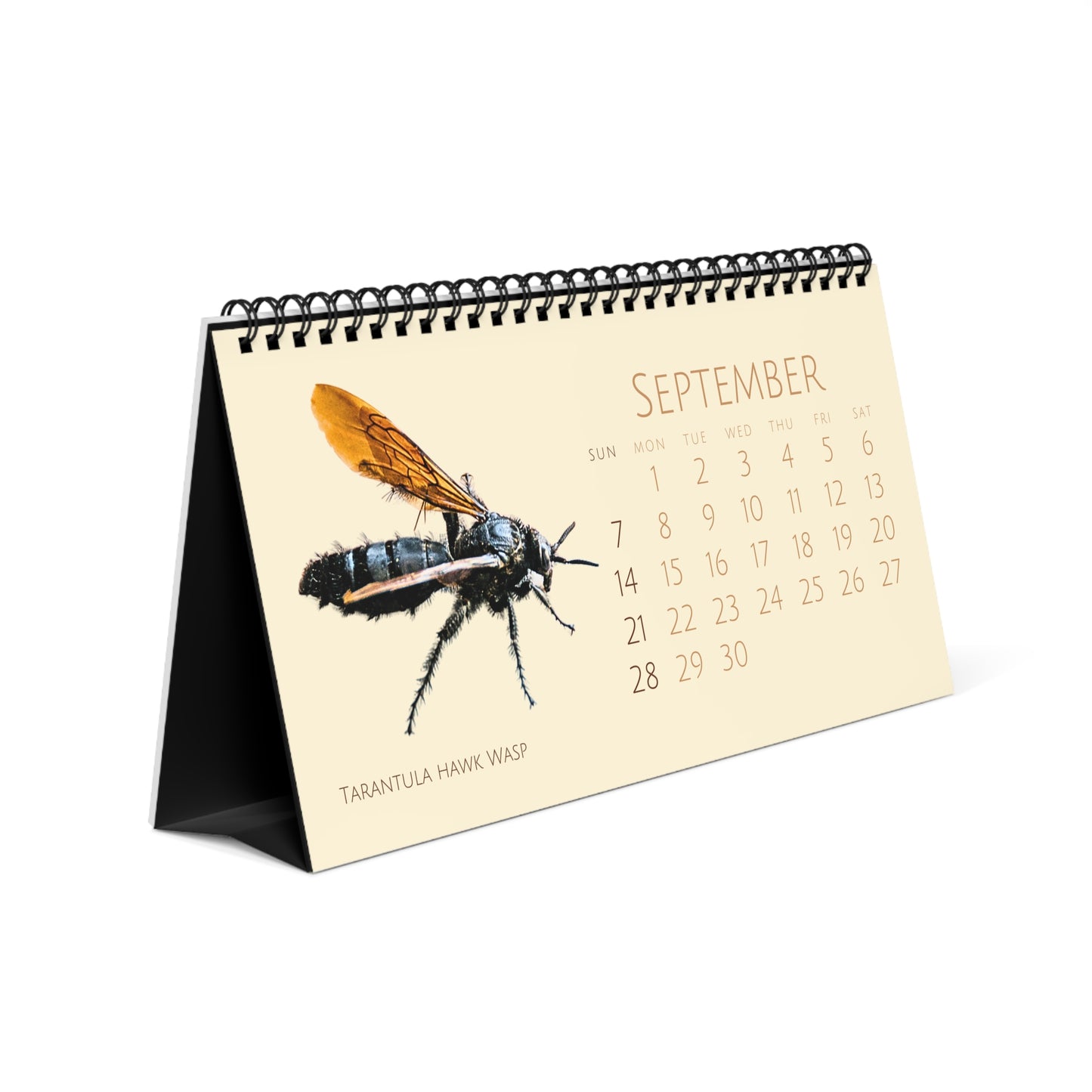 Incredible Insects of 2025 Desktop Calendar