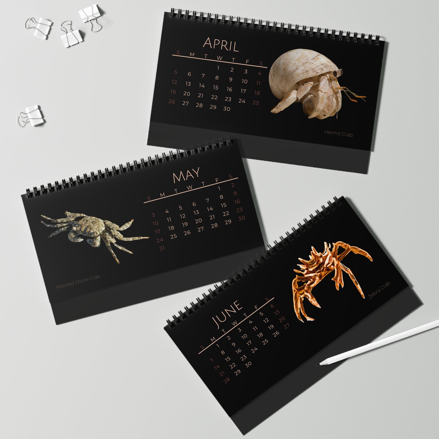 Captivating Crabs of 2026 Desktop Calendar