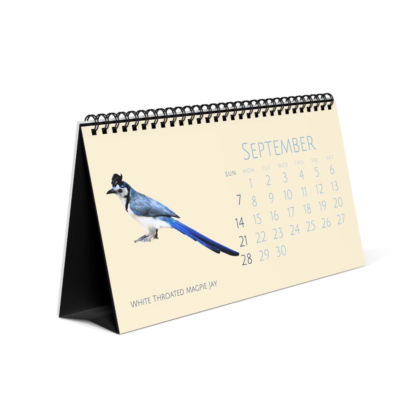 Cool Corvids of 2025 Desktop Calendar