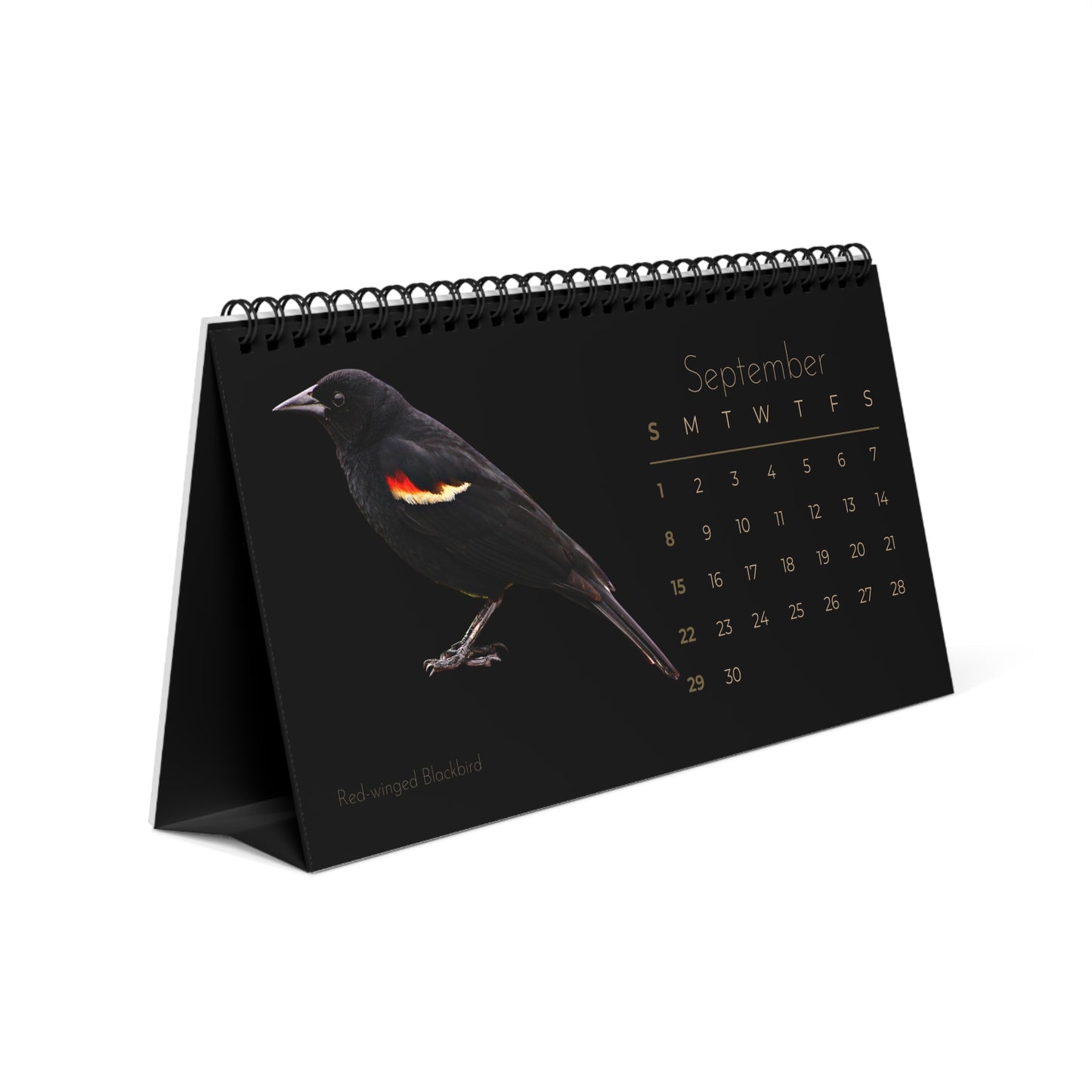 Backyard Birds of 2024 Desk Calendar