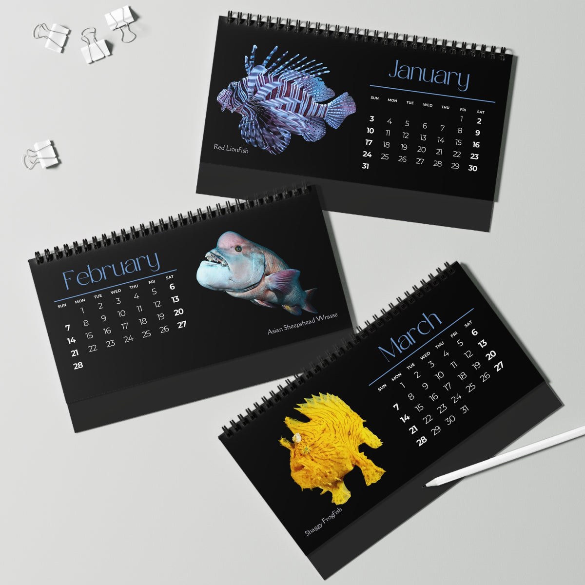 Fabulous Fish of 2027 Desktop Calendar