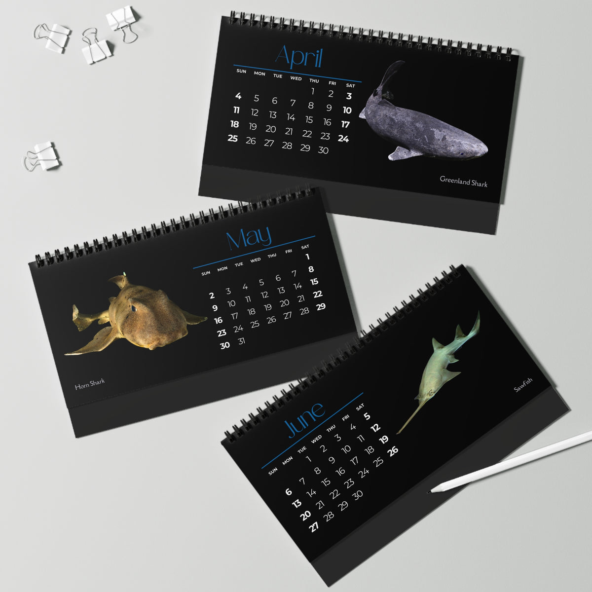 Sharks & Rays of 2027 Desktop Calendar