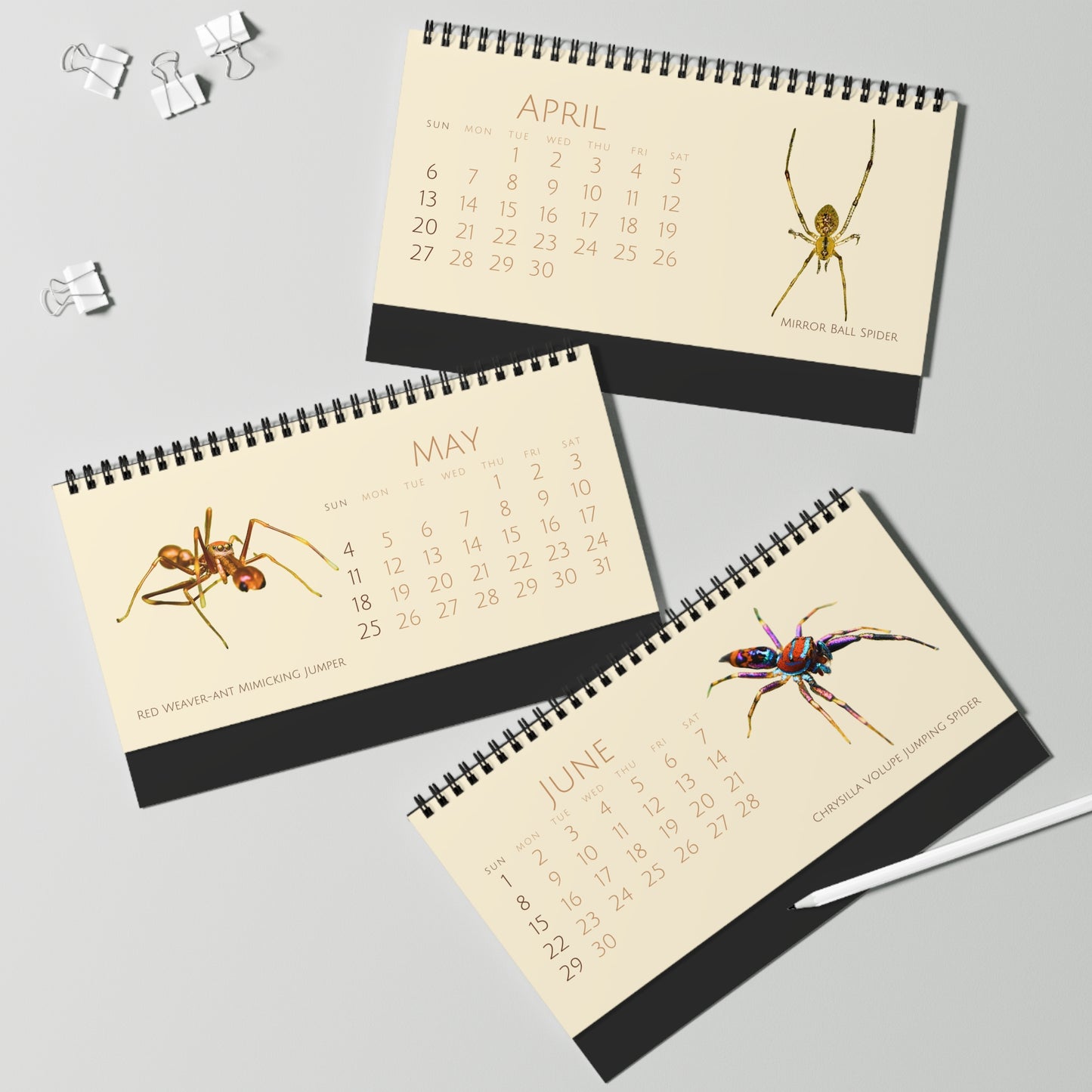 Spiders of 2025 Desktop Calendar