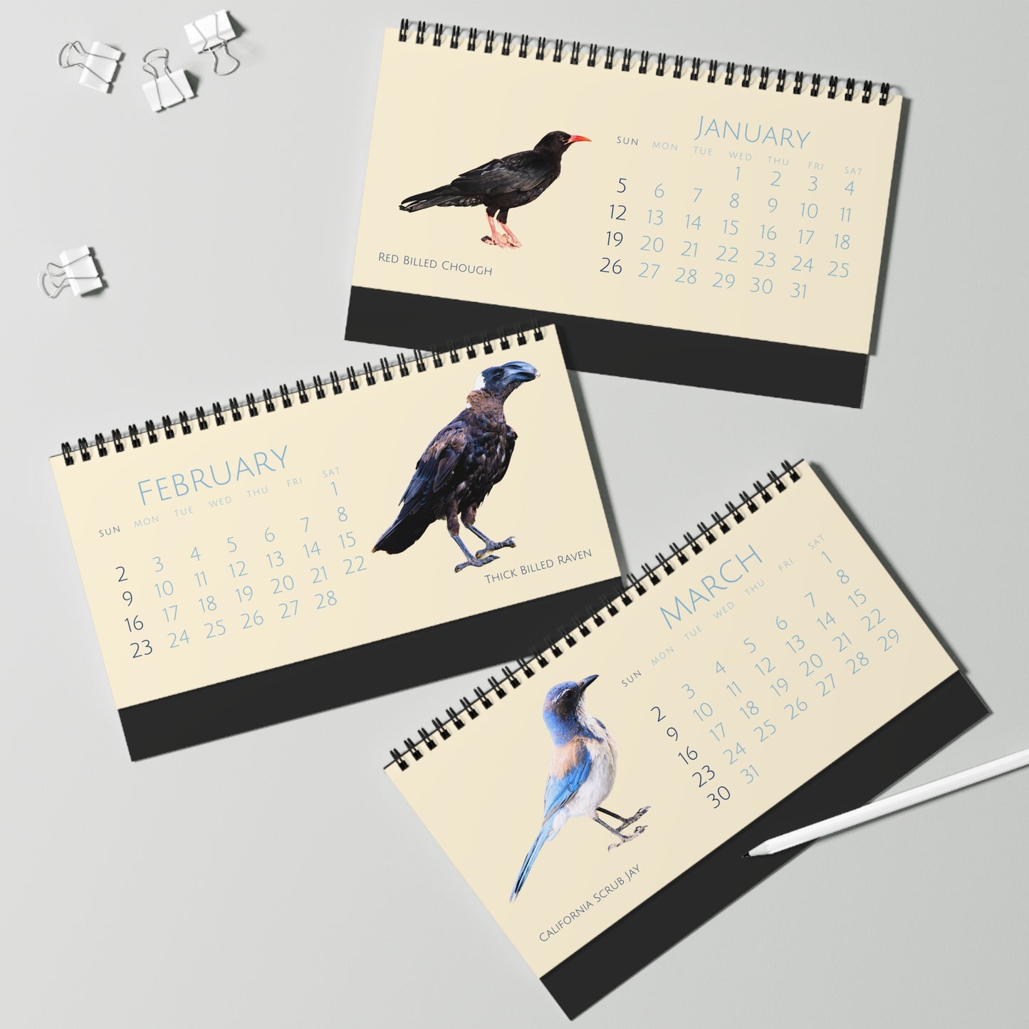 Cool Corvids of 2025 Desktop Calendar