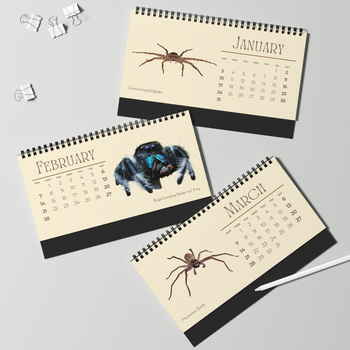 Spiders of 2027 Desktop Calendar