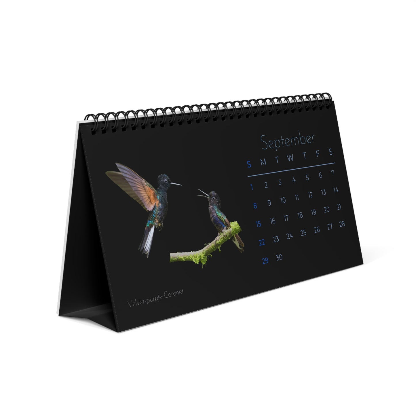 Real Hummingbirds of 2024 Calendar