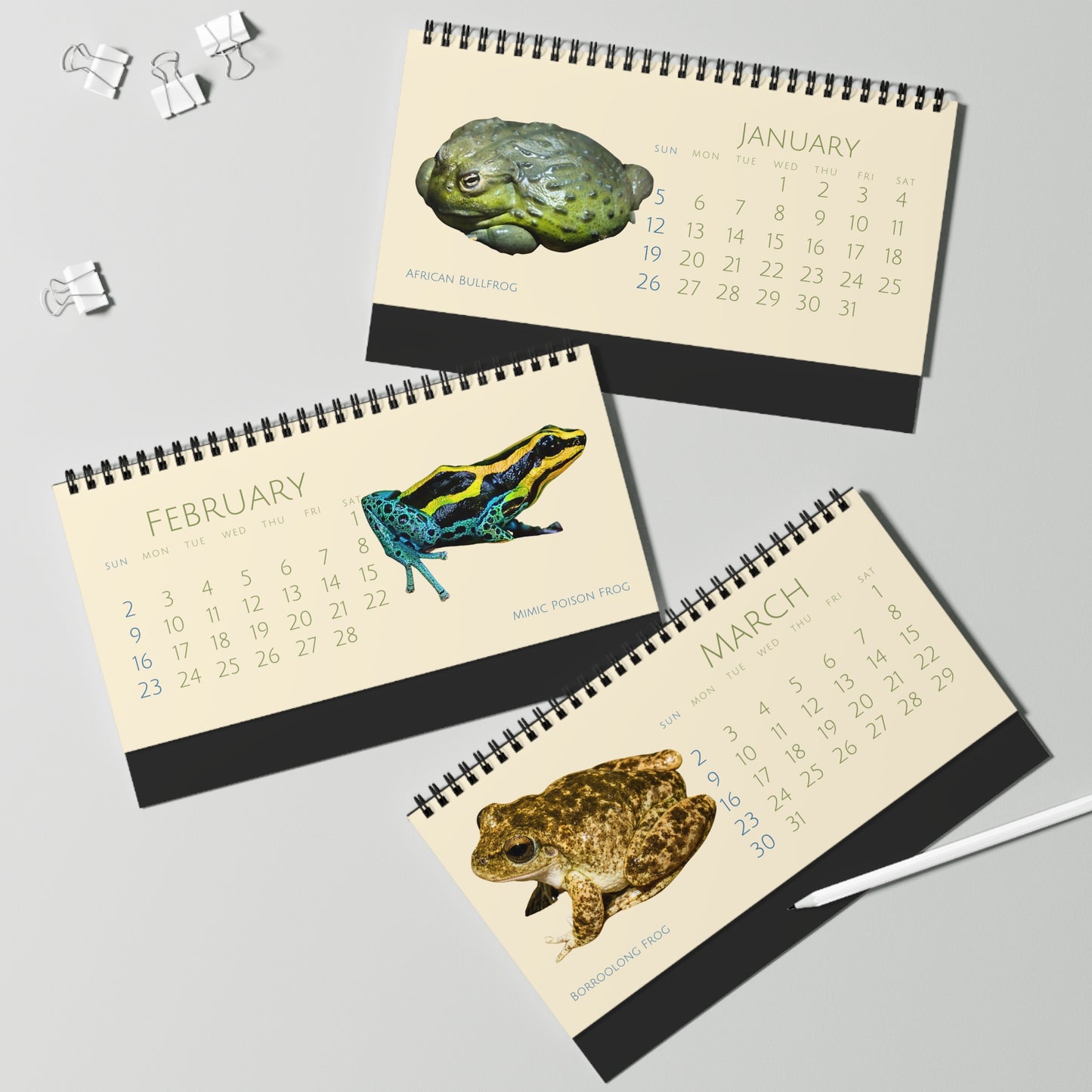 Frogs & Toads of 2025 Desktop Calendar