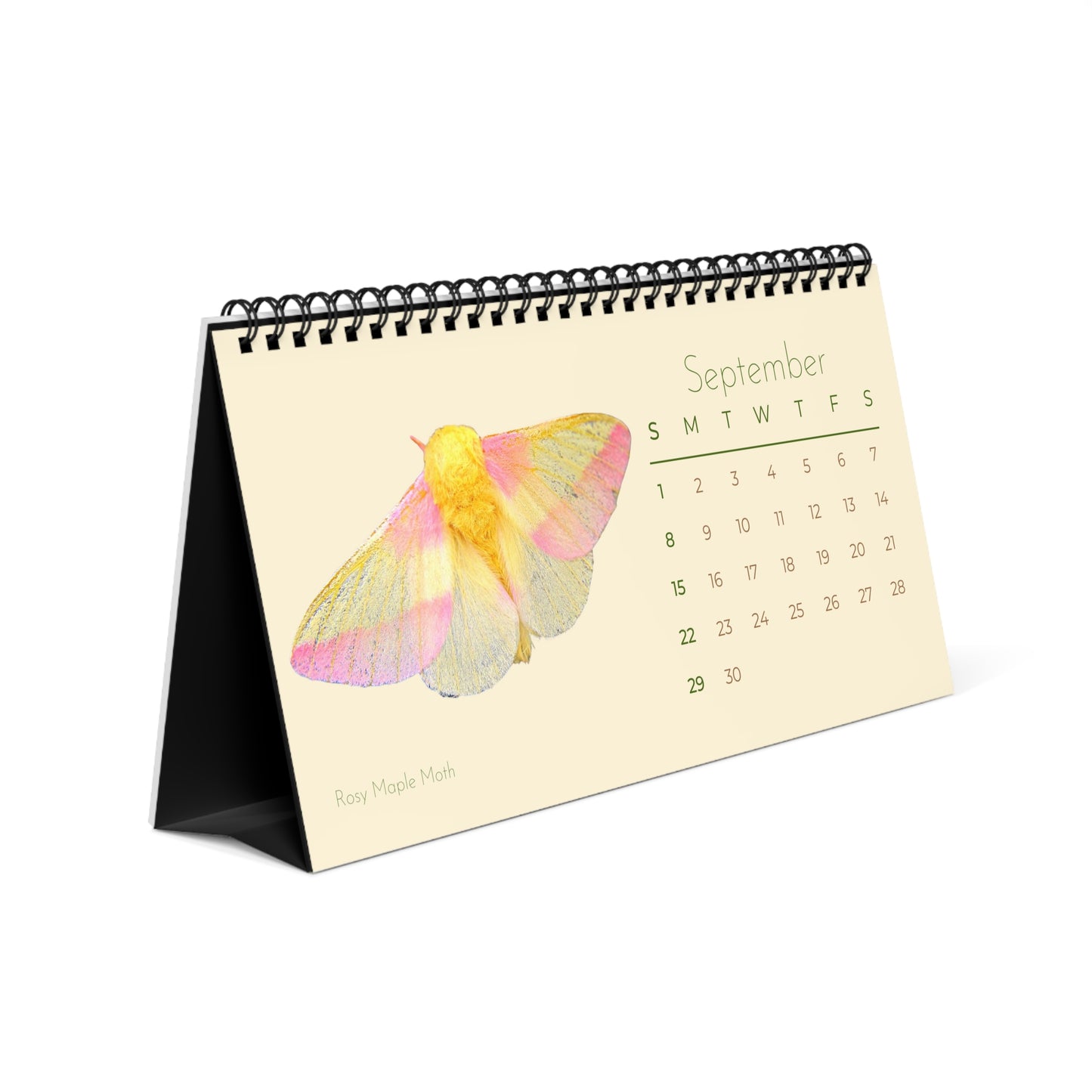 Incredible Insects of 2024 Desk Calendar