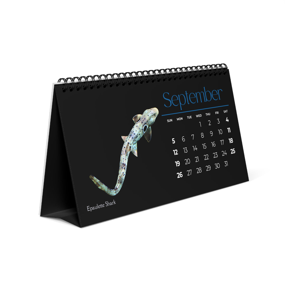 Sharks & Rays of 2027 Desktop Calendar