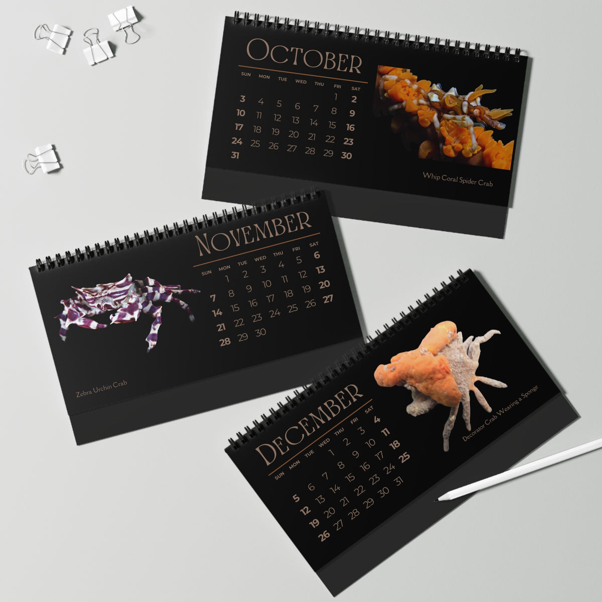 Captivating Crabs of 2027 Desktop Calendar