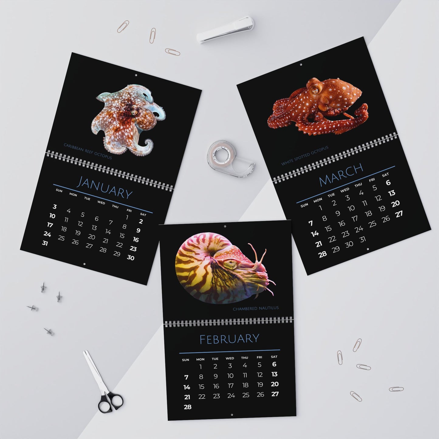 Cephalopods of 2027 Wall Calendars