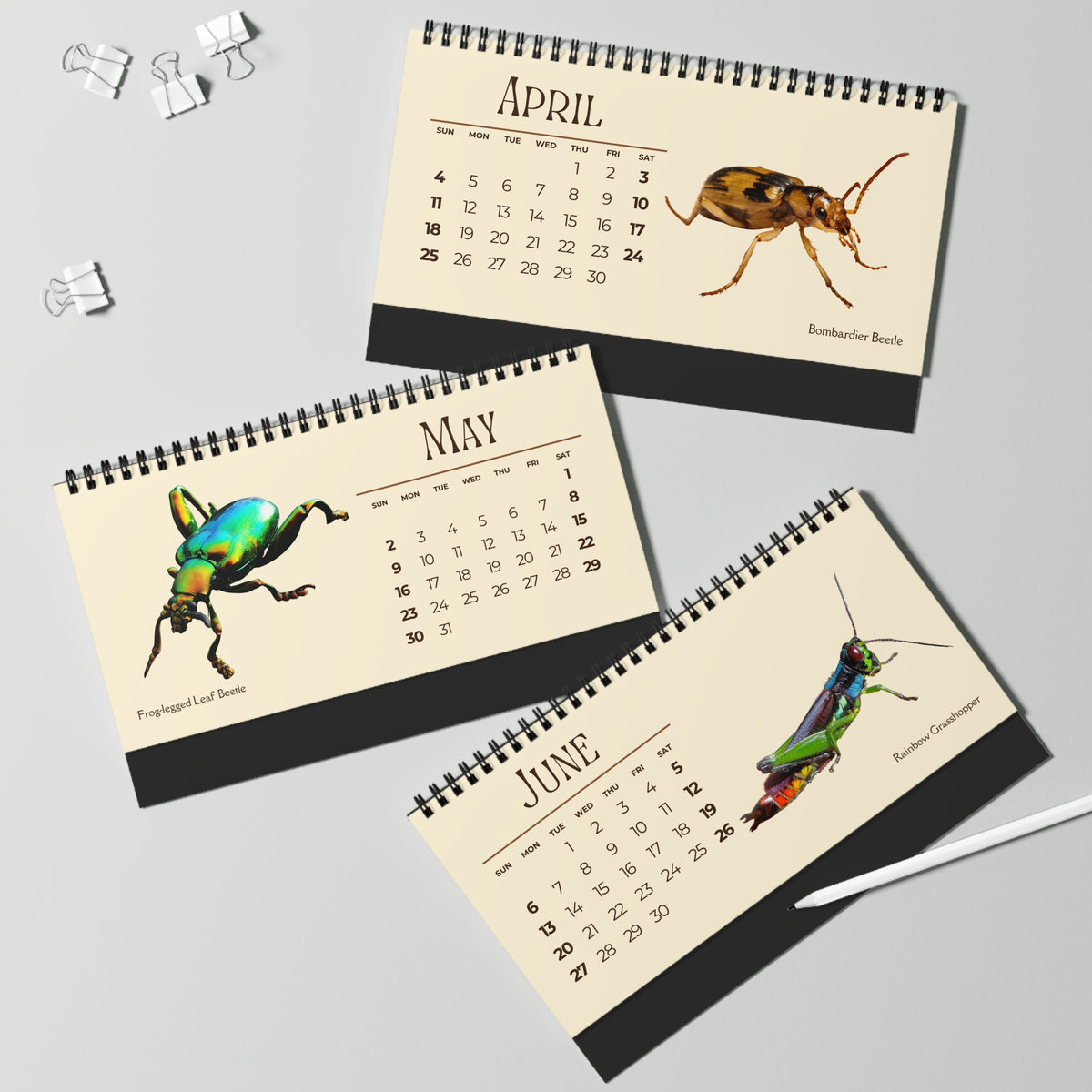 Incredible Insects of 2027 Desktop Calendar