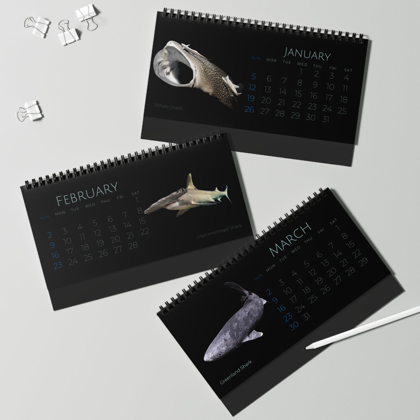 Sharks & Rays of 2025 Desktop Calendar