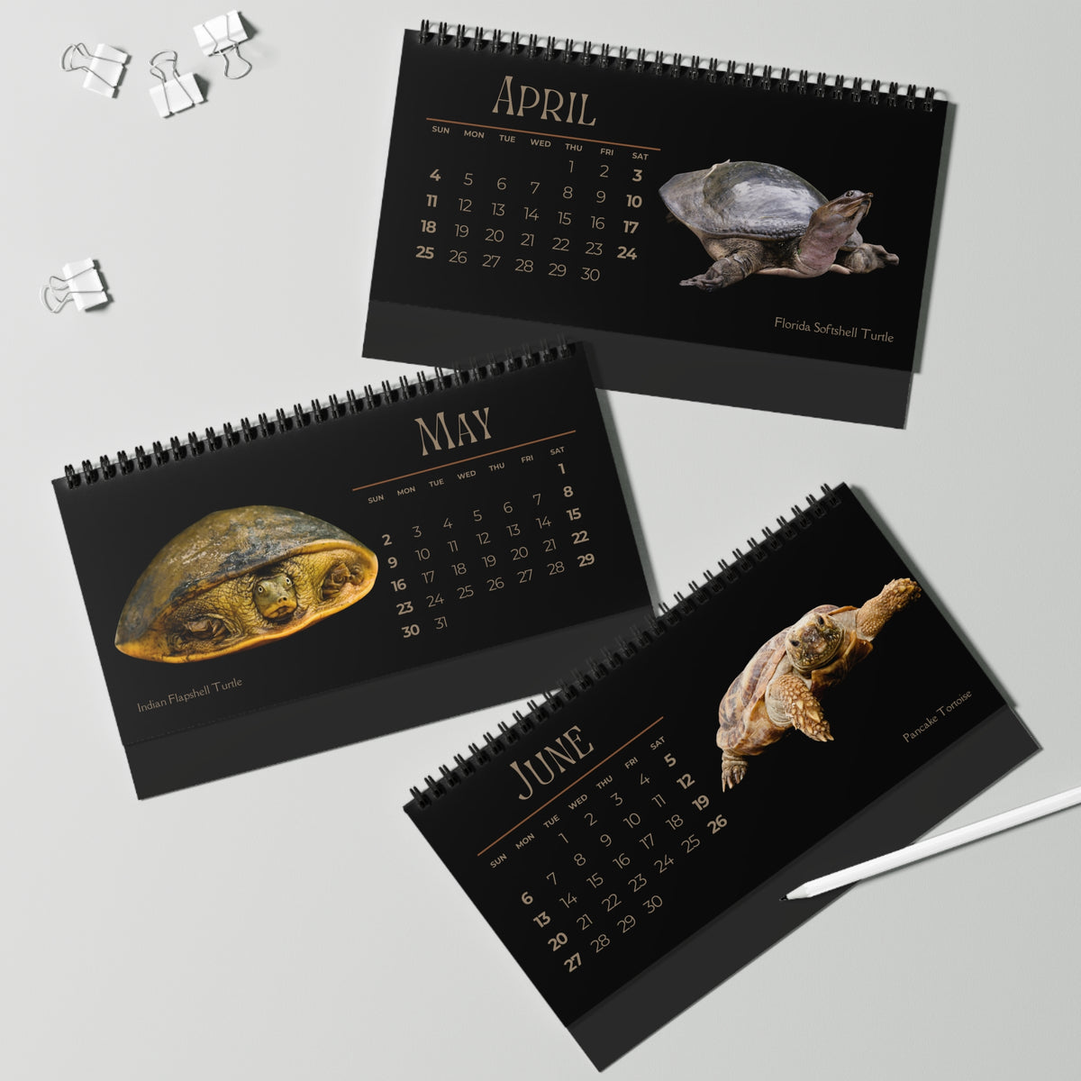 Toughest Turtles of 2027 Desktop Calendar