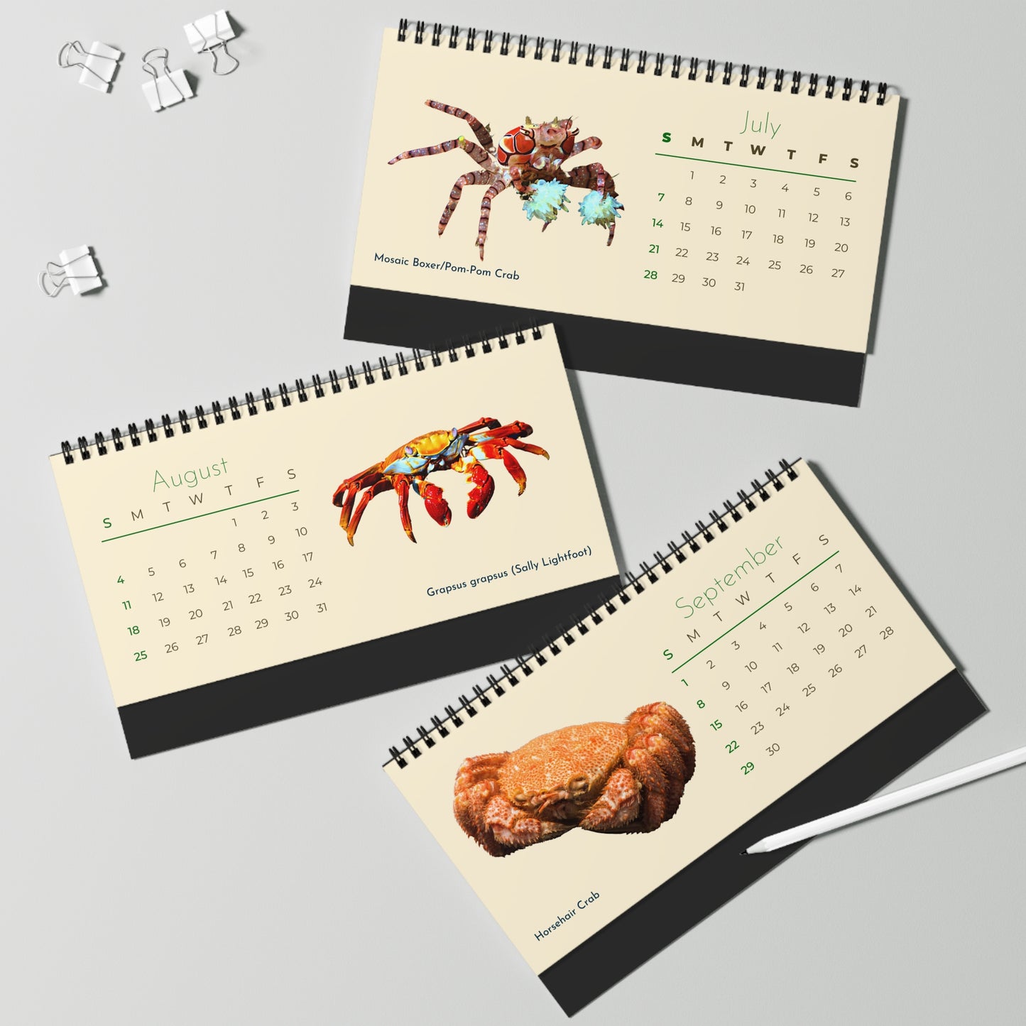 Captivating Crabs of 2024 Desk Calendar