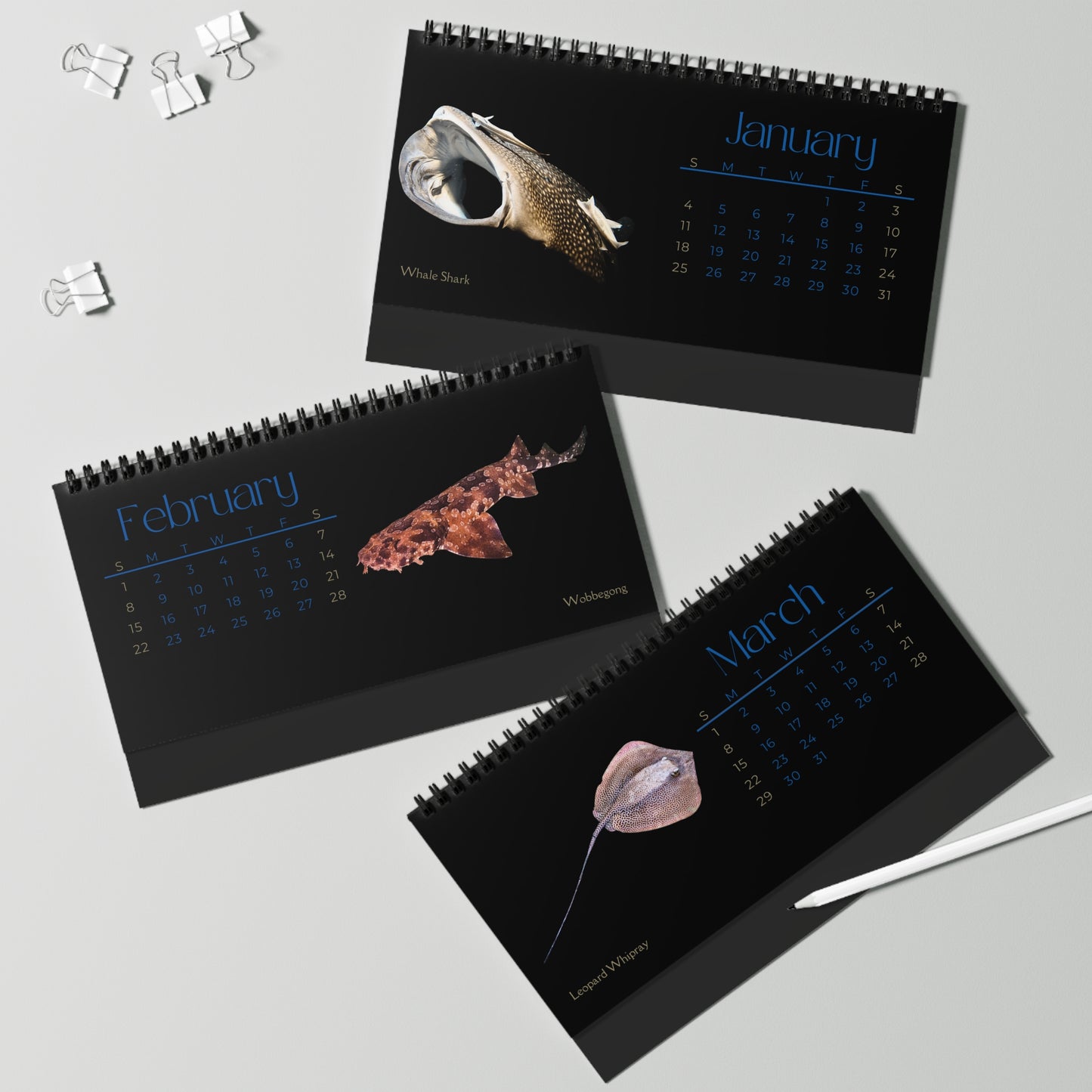 Sharks & Rays of. 2026 Desktop Calendar