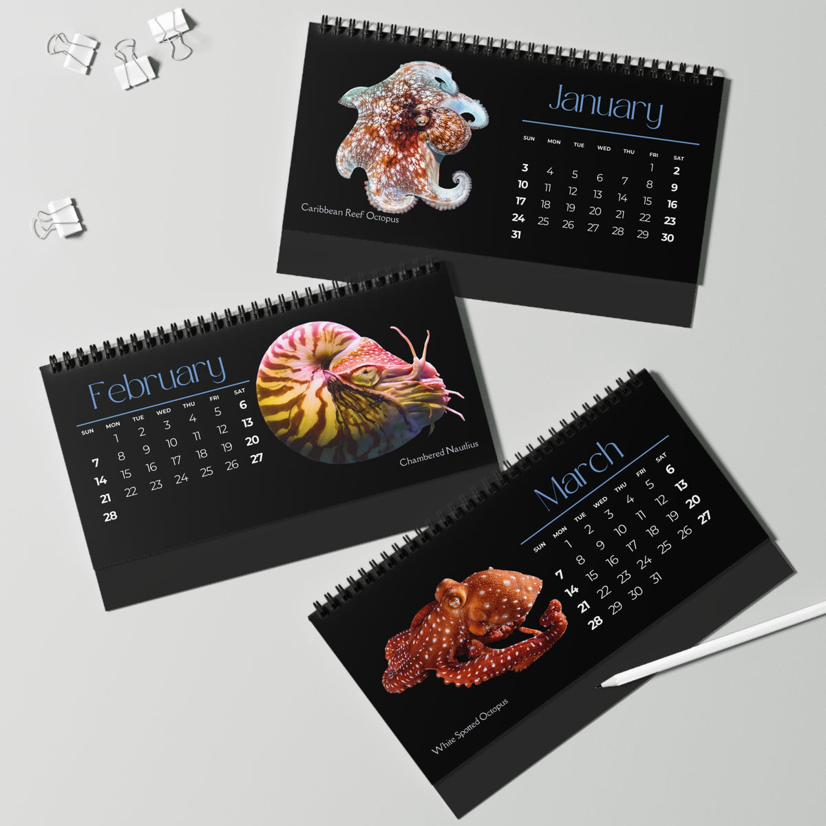 Cephalopods of 2027 Desktop Calendar